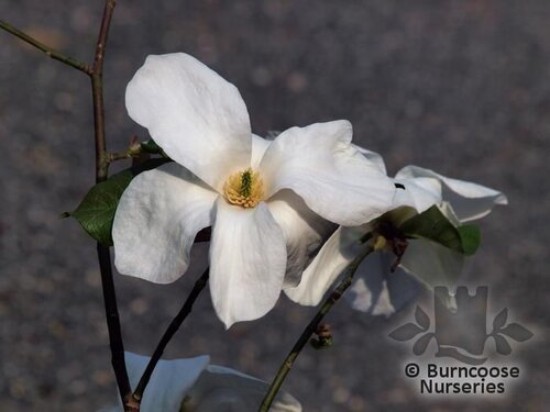 MAGNOLIA pseudokobus 'Kubishimodoki' 